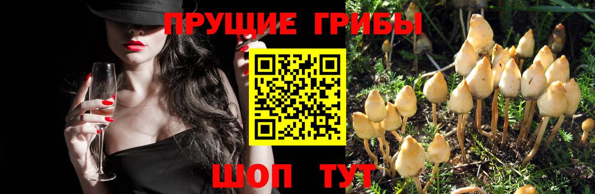Галлюциногенные грибы Psilocybe Дербент